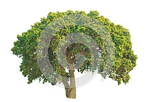 Isolate green trees white clipping path