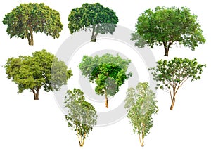 Isolate green trees white clipping path