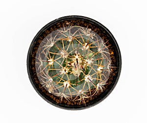 .Isolate gymnocalycuim  on white background, top view cactus and succulents photo