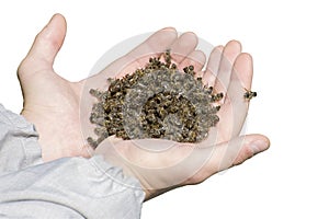 Isolate of honey bees on a white background. Many dead bees in the hands of the beekeeper. The death of honey bees from pesticides