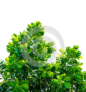 Isolate leaf on tree on white background