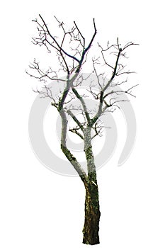 Isolate leafless tree