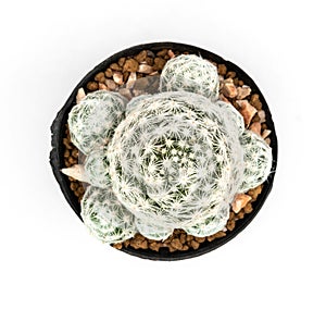 .Isolate Mammillaria Humboldtii   on white background, top view cactus and succulents