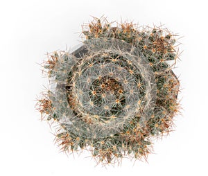 .Isolate Mammillaria prolifera cactus   on white background ,top view cactus and succulents photo