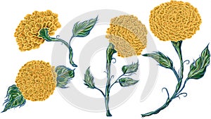 isolate marigold flower vector