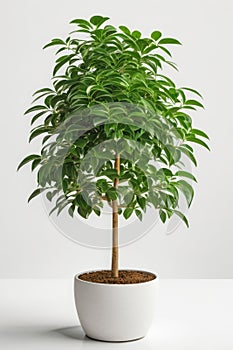 Isolate Money Tree plant against white wall