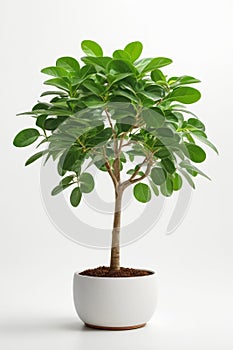 Isolate Money Tree plant against white wall