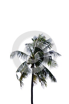 Isolate Photo of Coconut palm tree