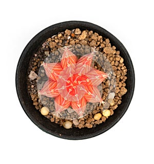 .Isolate Pink  Gymnocalycium LB Hybrid  on white background, top view cactus and succulents