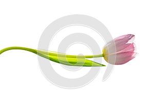 Isolate pink tulip natural shades whose stem is bent by the wave