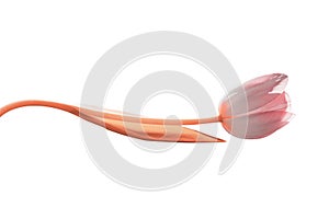 Isolate pink tulip stem of which is bent by a wave of orange