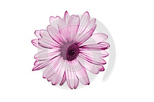 Isolate purple flower on white background