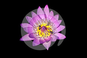 Isolate purple water lily flower on black with clipping path