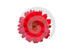 Isolate red flower on the white backgroung