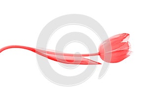 Isolate red tulip stem of which is bent by a wave of red