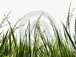 Isolate of rice field on white background