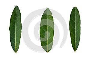 Isolate set of green Leaves.They are on white background.