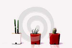 Isolate three cactus in pot on white background