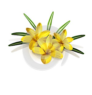 Isolate. three yellow crocus isolated
