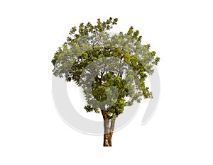 Isolate tree
