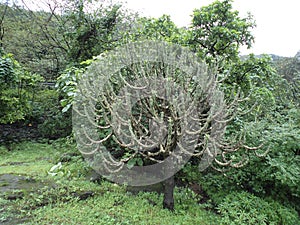 Isolate Tree of cactus in hills