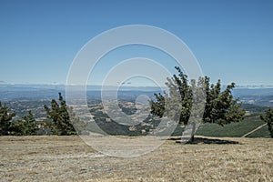 Isolate tree in the field