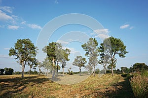 Isolate tree on the field blue sky background