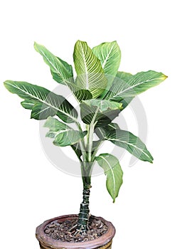 Isolate tree in pot