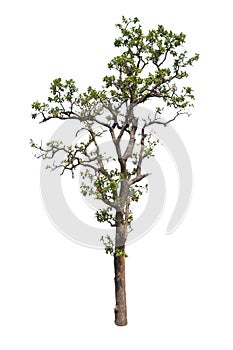 Isolate tree on white background