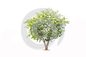 Isolate  tree  white background