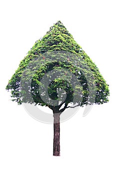 Isolate tree on white background.