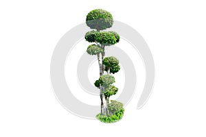 Isolate tree on white background.