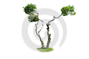 Isolate tree on white background.