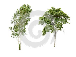 Isolate tree on white background