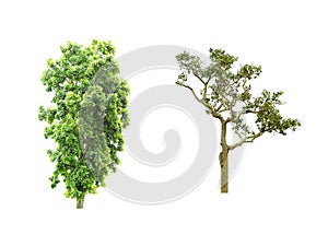 Isolate tree on white background