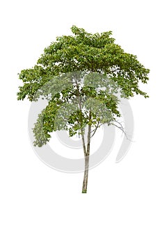 Isolate tree on white background