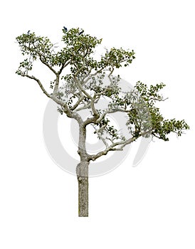 Isolate tree on white background