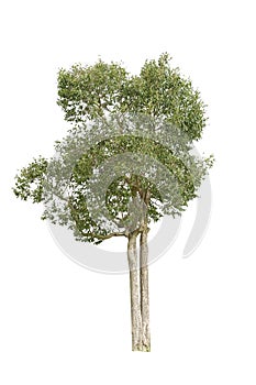 Isolate tree on white background