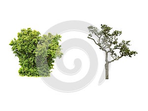 Isolate tree on white background