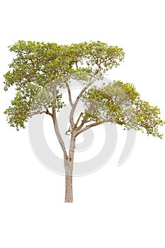 Isolate tree on white background