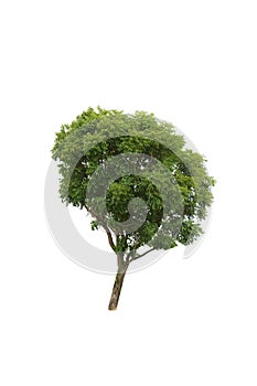 Isolate tree on white background