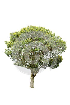 Isolate tree on white background