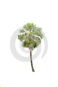 Isolate tree on white background