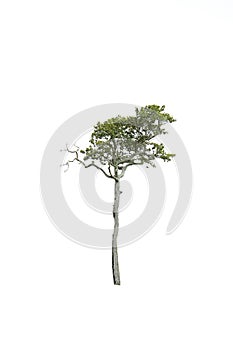 Isolate tree on white background