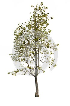 Isolate tree on white background