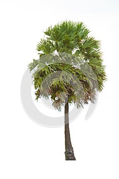 Isolate tree on white background