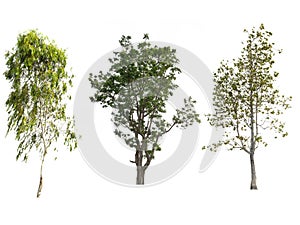 Isolate tree on white background