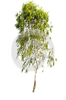 Isolate tree on white background photo
