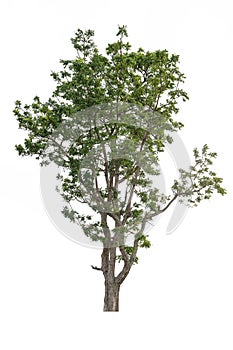 Isolate tree on white background