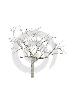 Isolate tree on white background photo